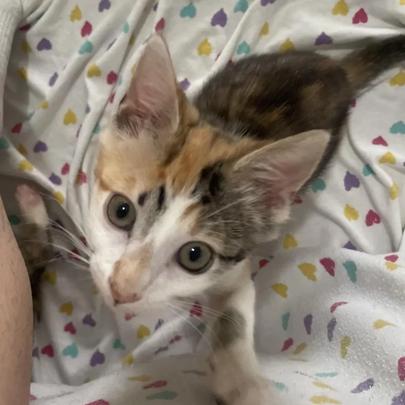 A baby small-sized female Calico Domestic Short Hair cat named Latte for adoption in Miami, FL