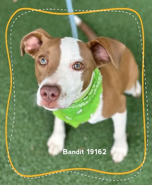 Bandit