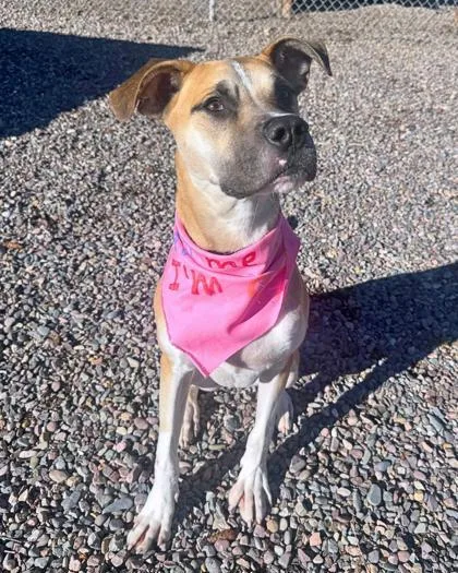 A young medium-sized male Mixed Breed dog named Cooper for adoption in Missoula, MT