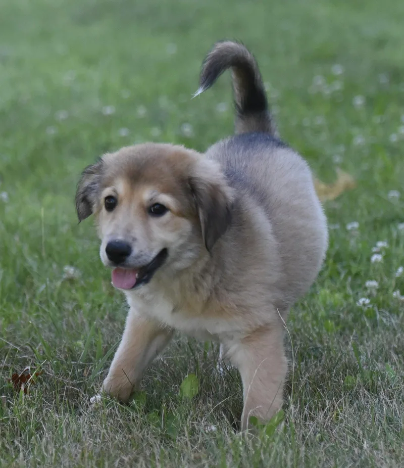 A baby large-sized female Golden Retriever dog named Hazel for adoption in Mechanicsburg, PA