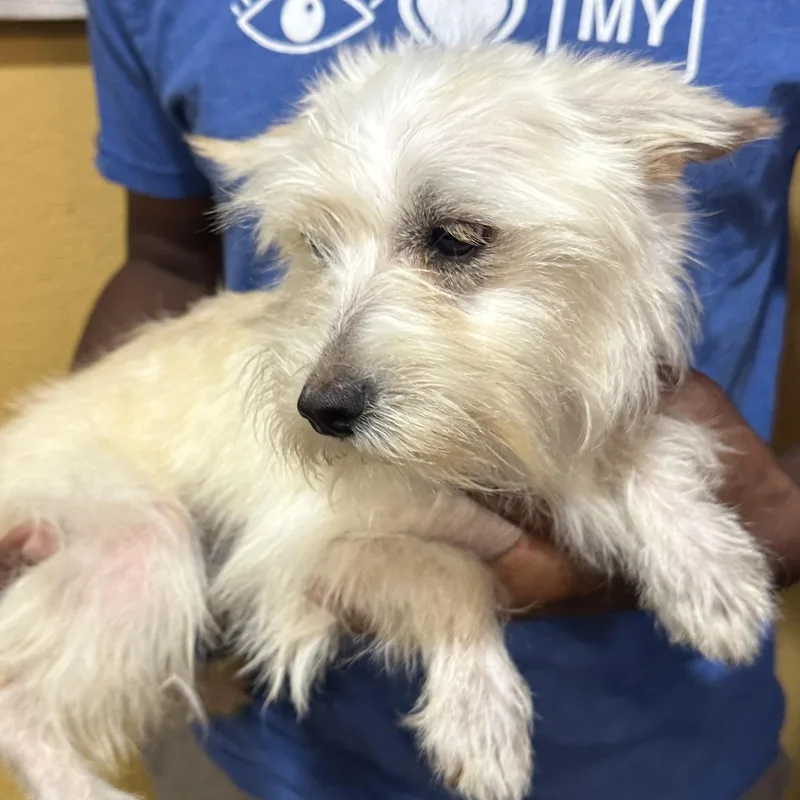 A baby small-sized female White / Cream Schnauzer dog named Koda Local July for adoption in Brookshire, TX