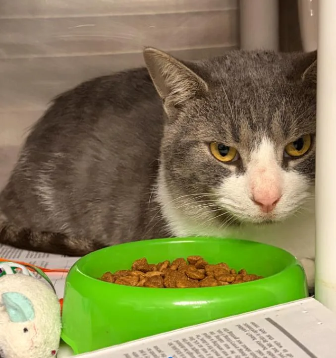 An adult medium-sized female Domestic Short Hair cat named Siren for adoption in Cincinnati, OH