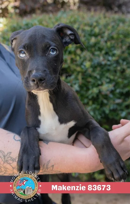 A young medium-sized female Black Pit Bull Terrier dog named Makenzie for adoption in Mobile, AL