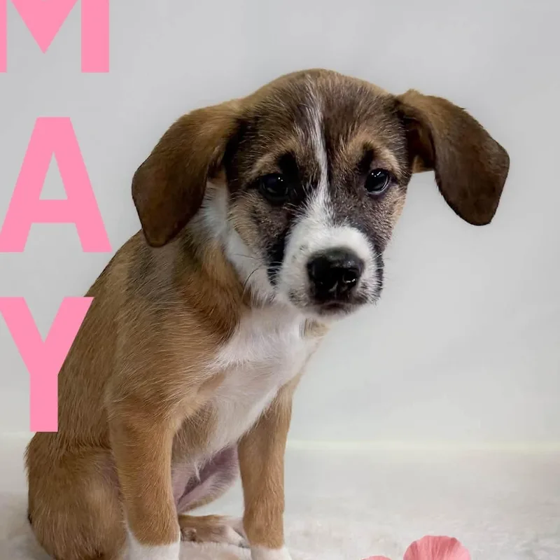 A baby small-sized female Wirehaired Terrier dog named May for adoption in West Haven, CT