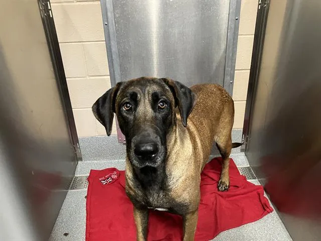 An adult large-sized female Great Dane dog named Tullamore for adoption in Tustin, CA