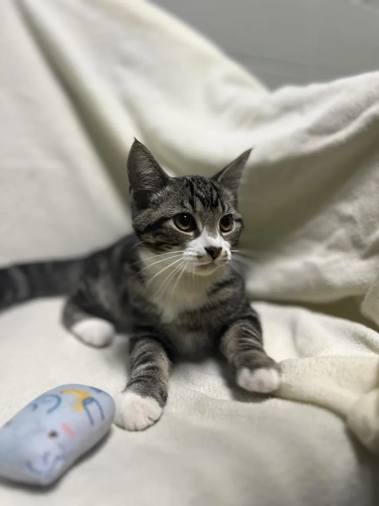 A young medium-sized male Tabby (Buff / Tan / Fawn) Domestic Short Hair cat named Speckles for adoption in Jackson, MI