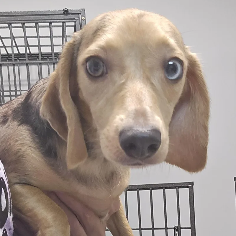 A young small-sized female Brown / Chocolate Beagle dog named Pear for adoption in Normal, IL