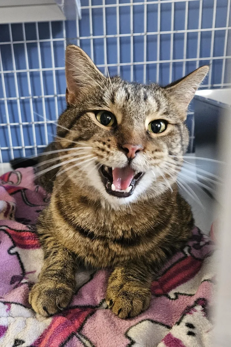 An adult medium-sized female Domestic Medium Hair cat named Livianna for adoption in Claremont, NH