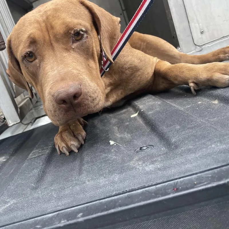 An adult large-sized female Yellow / Tan / Blond / Fawn Staffordshire Bull Terrier dog named Chai for adoption in Edinburg, TX