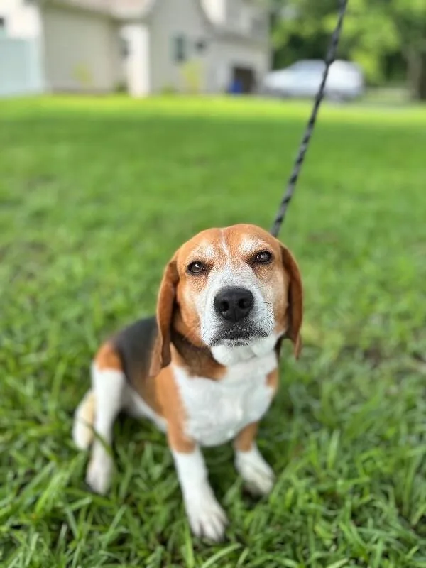 An adult medium-sized male Tricolor (Brown, Black, & White) Beagle dog named Bo for adoption in Aiken, SC