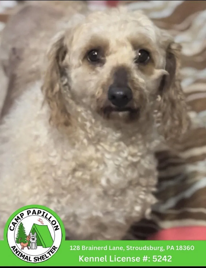 A young medium-sized female Poodle dog named Lola for adoption in Stroudsburg, PA