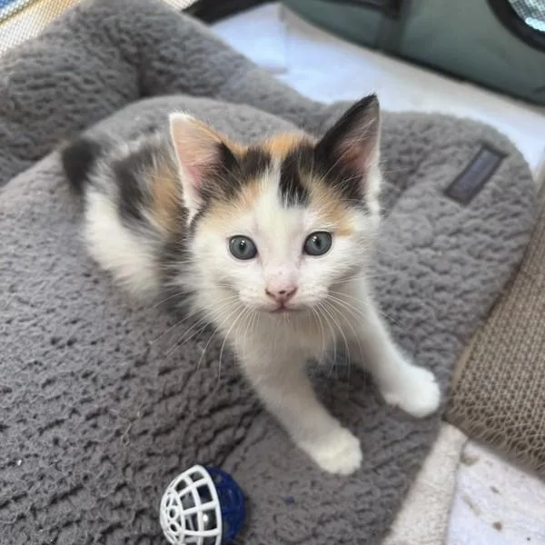 A baby medium-sized female Domestic Medium Hair cat named Crystal for adoption in Oakland, CA