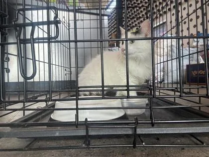 An adult medium-sized female Domestic Medium Hair cat named Cali for adoption in West Chester, PA