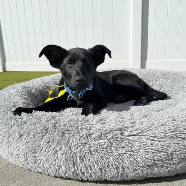 Marshall thumbnail 2