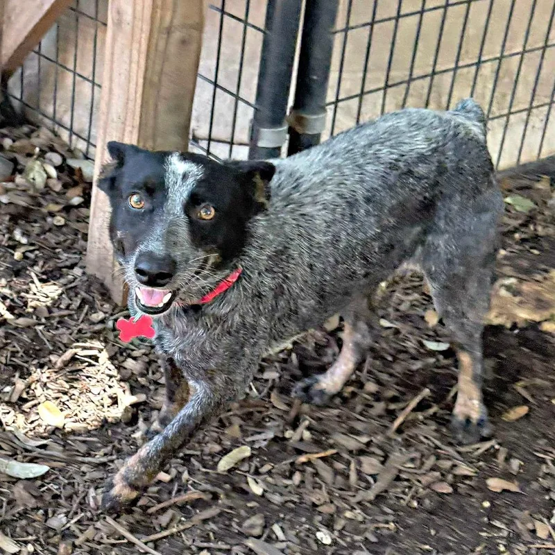 An adult small-sized female Gray / Blue / Silver Australian Cattle Dog / Blue Heeler dog named Velour for adoption in Boerne, TX