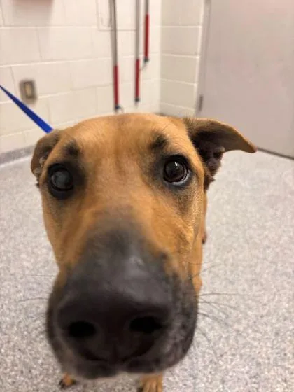 An adult large-sized male German Shepherd Dog dog named Benevolence for adoption in Knoxville, TN