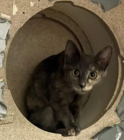 A baby medium-sized female Domestic Short Hair cat named Hershey for adoption in Washington, DC