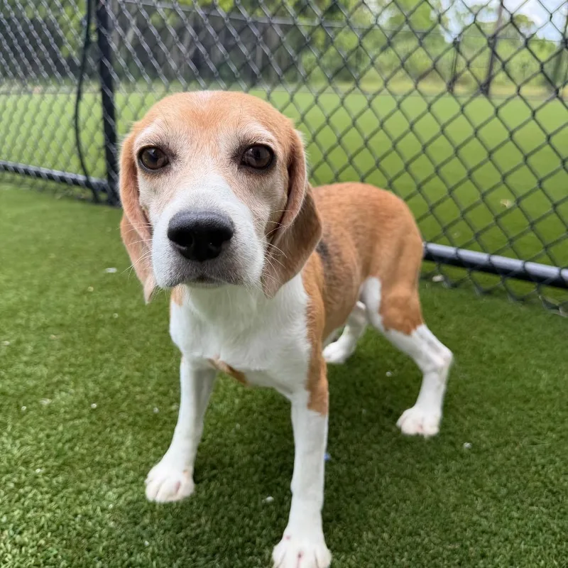 An adult small-sized female Yellow / Tan / Blond / Fawn Beagle dog named Clover for adoption in LOXAHATCHEE, FL