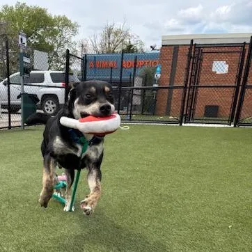 An adult medium-sized male Black Mixed Breed dog named Druid for adoption in Philadelphia, PA