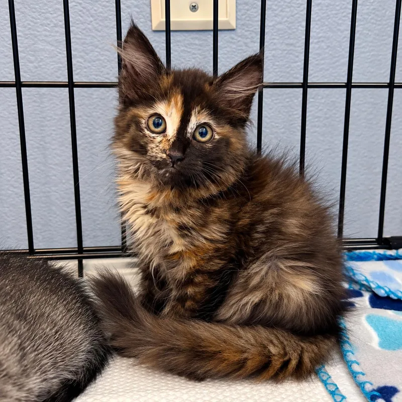 A baby small-sized female Domestic Long Hair cat named Electroconductivity for adoption in Boerne, TX