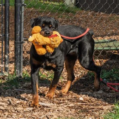 An adult large-sized male Mixed Breed dog named Bones for adoption in Chamblee, GA
