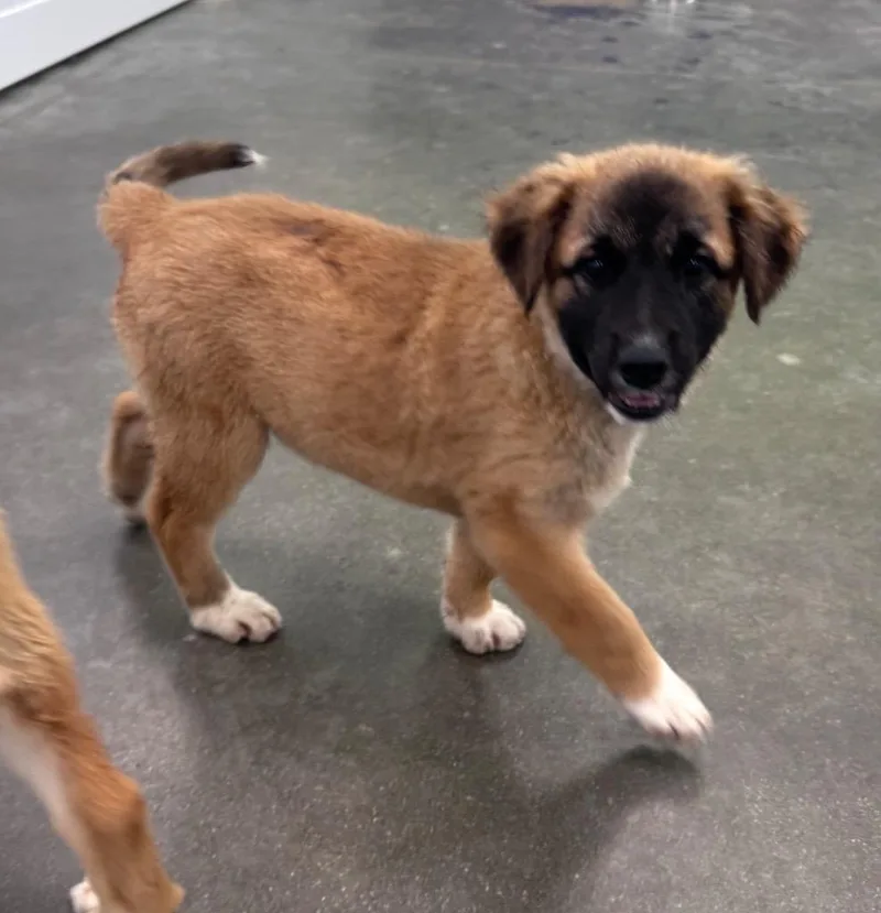 A baby medium-sized male Terrier dog named Shamrock Bones for adoption in Fort Lupton, CO