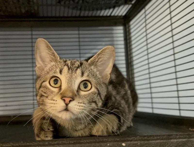 A baby small-sized male Domestic Short Hair cat named Rafiki for adoption in Woodbridge, VA