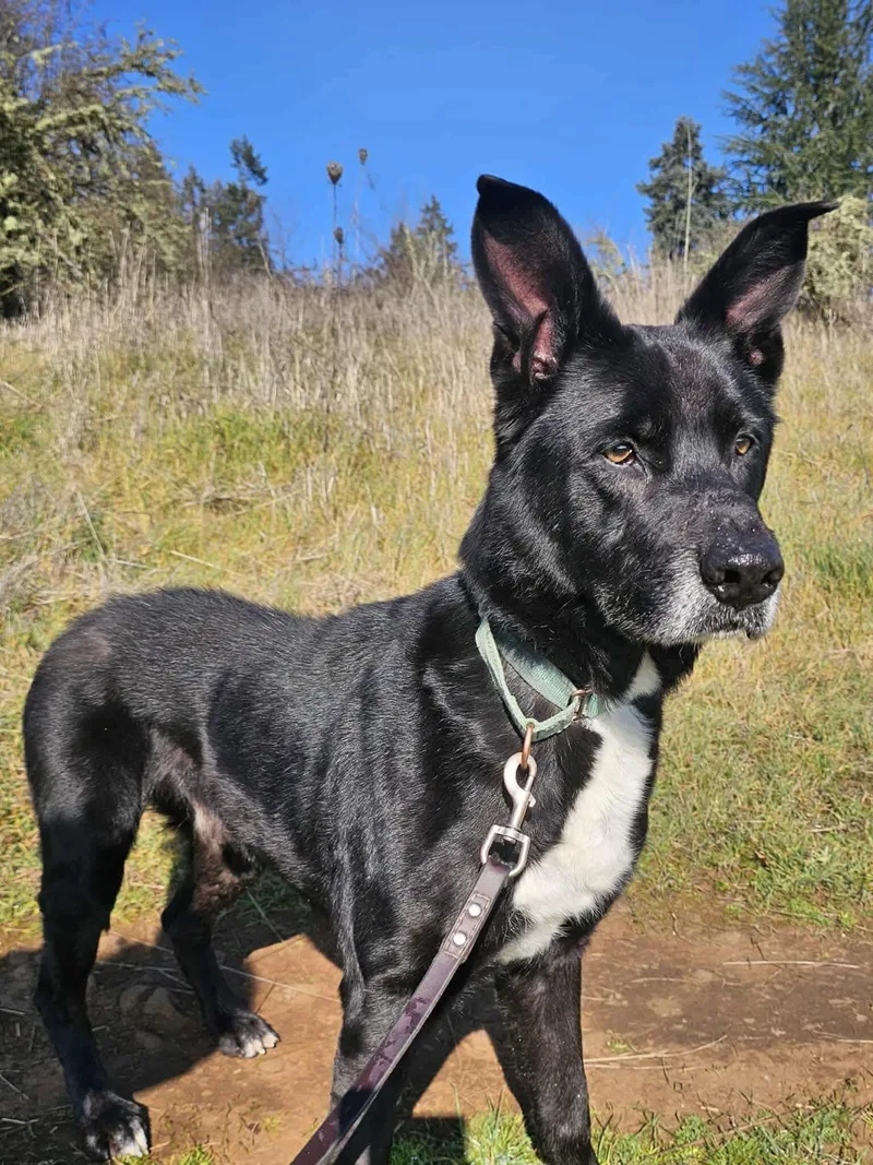 An adult large-sized male Husky dog named Joseph for adoption in Battle Ground, WA