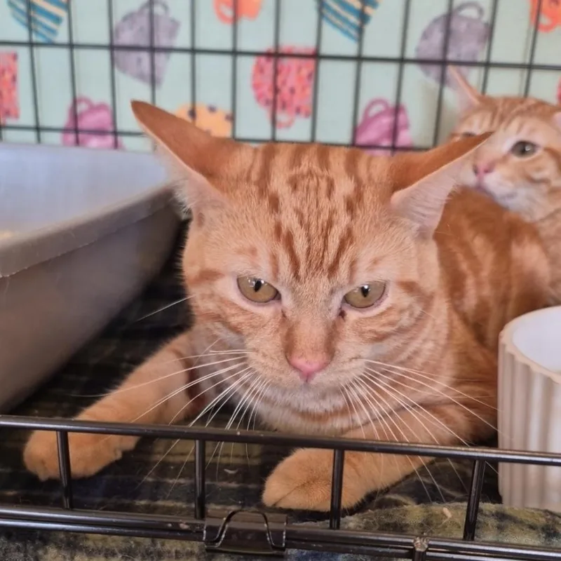 An adult medium-sized male Tabby (Orange / Red) Domestic Short Hair cat named Caspian for adoption in Indiana, PA