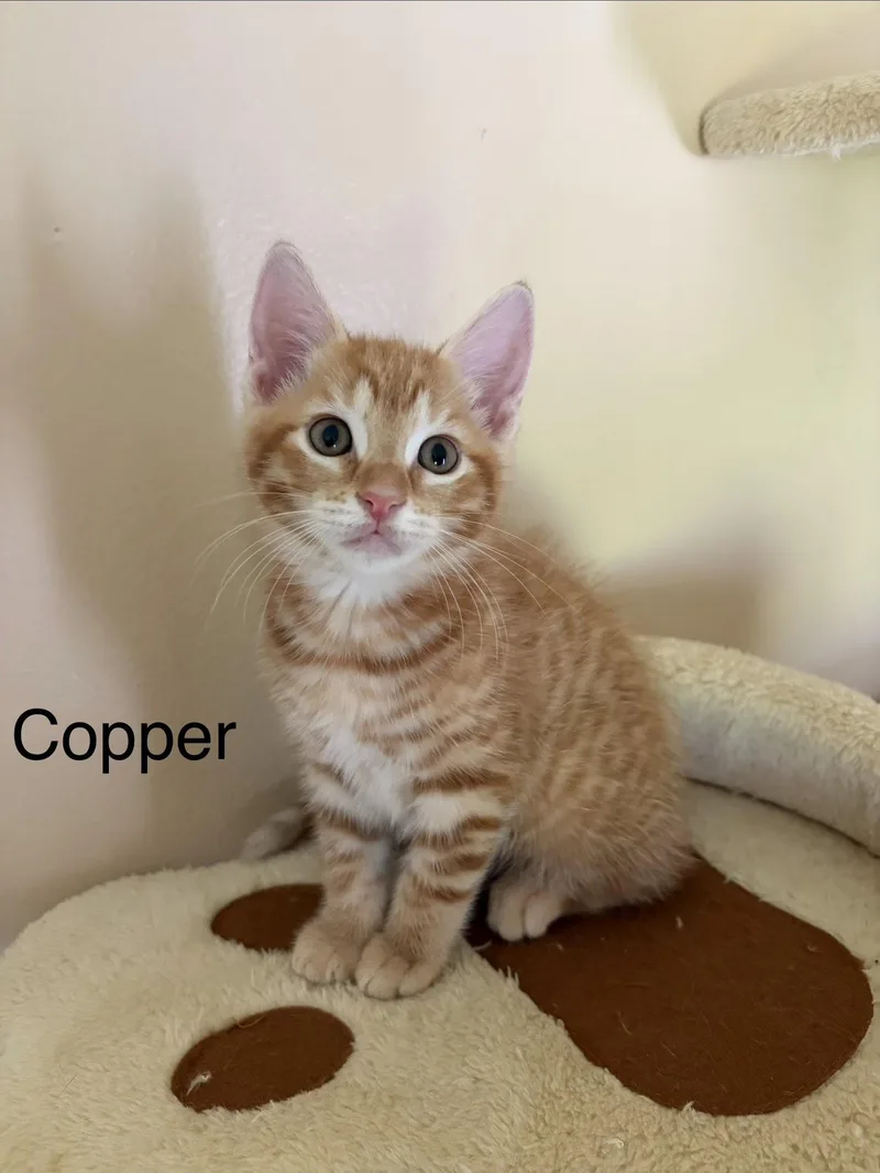A baby medium-sized male Orange & White Domestic Short Hair cat named Copper for adoption in Oviedo, FL