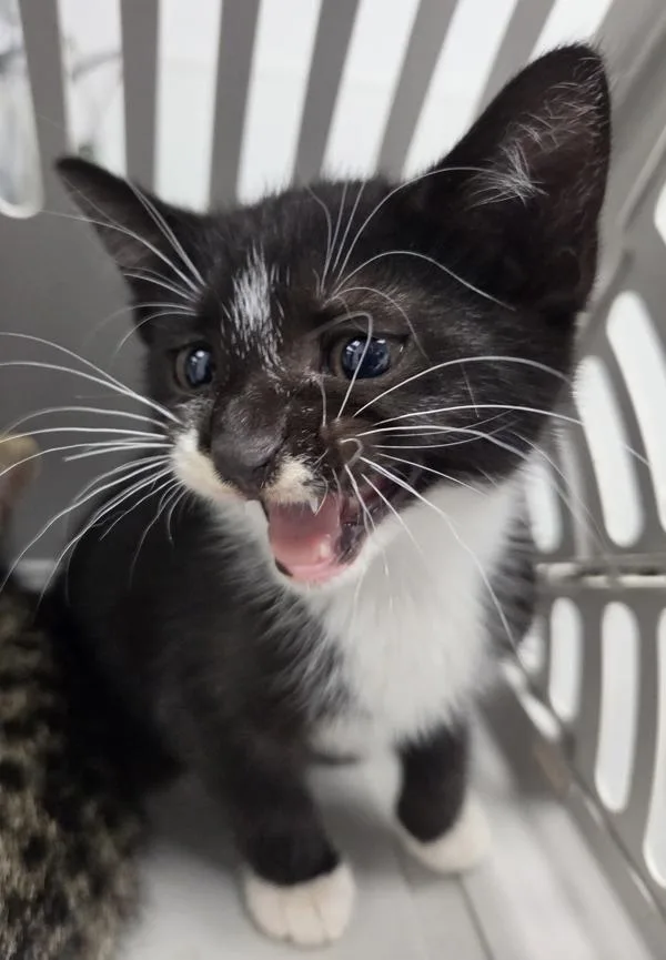 A baby small-sized female Domestic Short Hair cat named Kd for adoption in Lawrenceville, GA