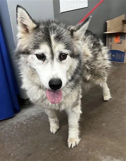 An adult large-sized female Mixed Breed dog named Isha for adoption in Dallas, TX