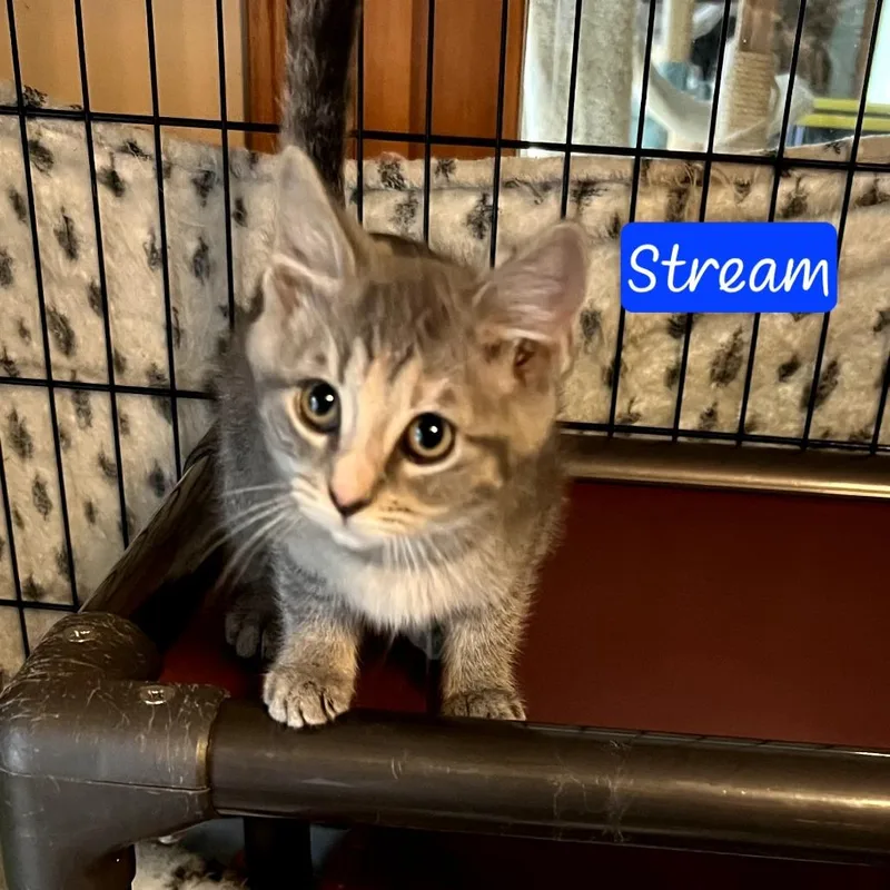 A baby small-sized female Torbie Domestic Short Hair cat named Stream for adoption in Parkersburg, WV