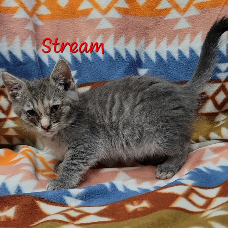 Stream thumbnail 2