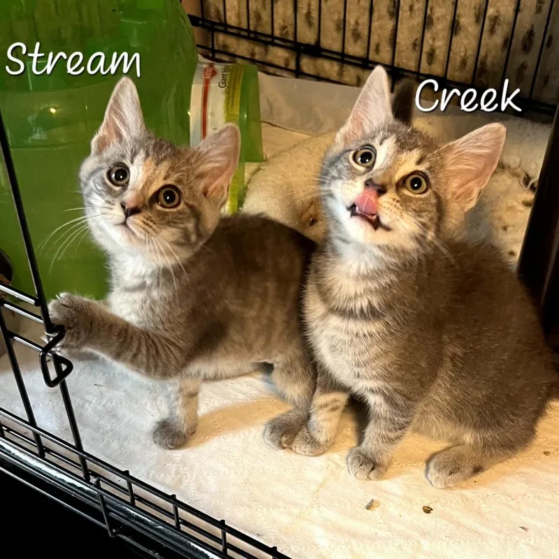 Stream thumbnail 3