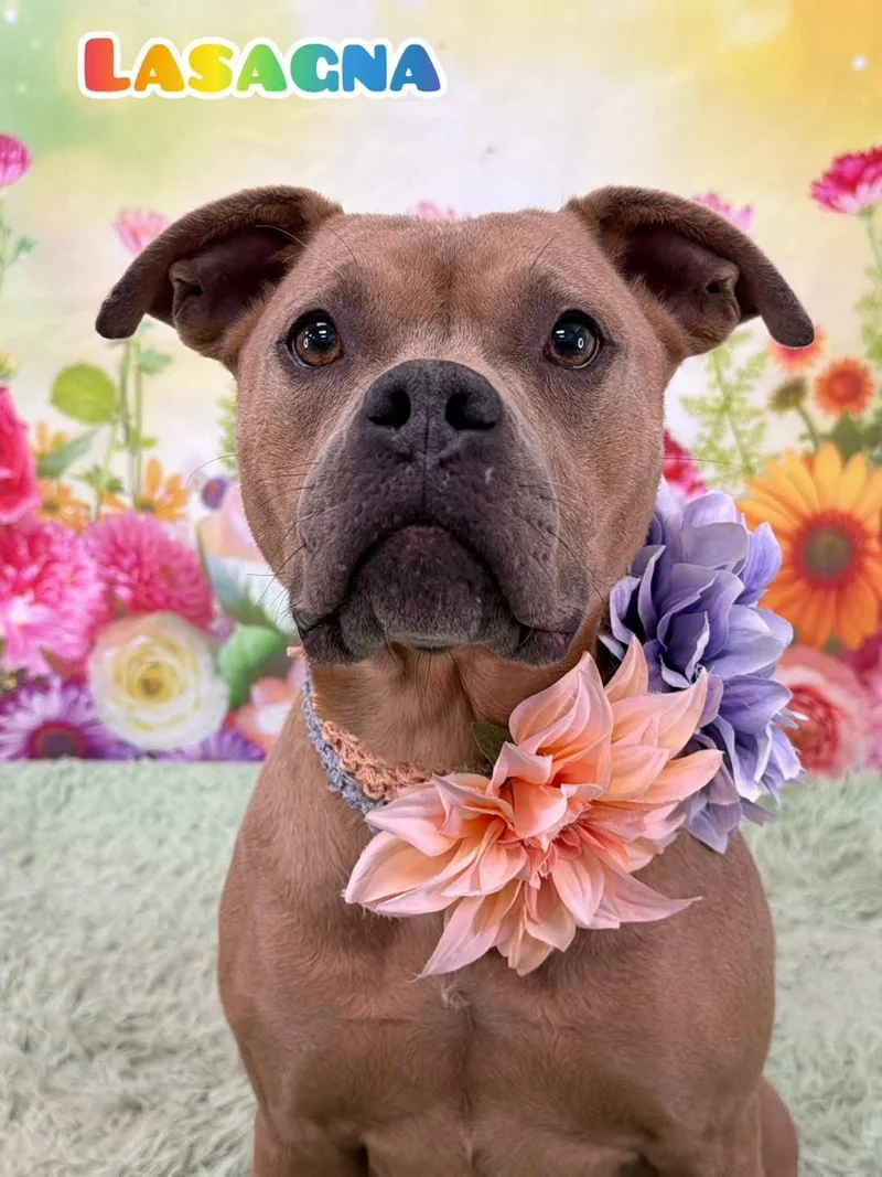 An adult medium-sized female Yellow / Tan / Blond / Fawn Mixed Breed dog named Lasagna for adoption in Flint, MI