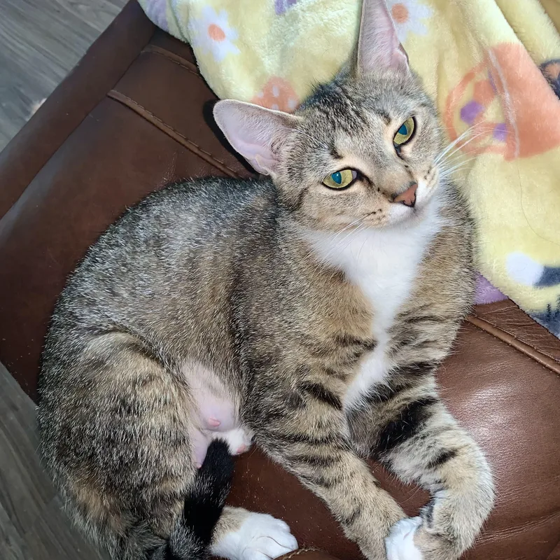 A young medium-sized female Tabby (Buff / Tan / Fawn) Domestic Short Hair cat named Miss Piggy for adoption in Richmond, VA