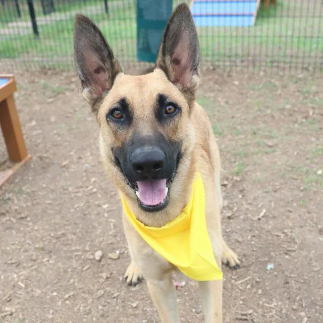 A young medium-sized male German Shepherd Dog dog named Wylie for adoption in San Antonio, TX