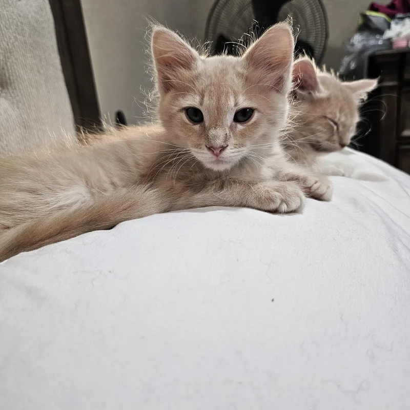 A baby medium-sized male Tabby (Orange / Red) Domestic Medium Hair cat named Peach for adoption in Liverpool, TX
