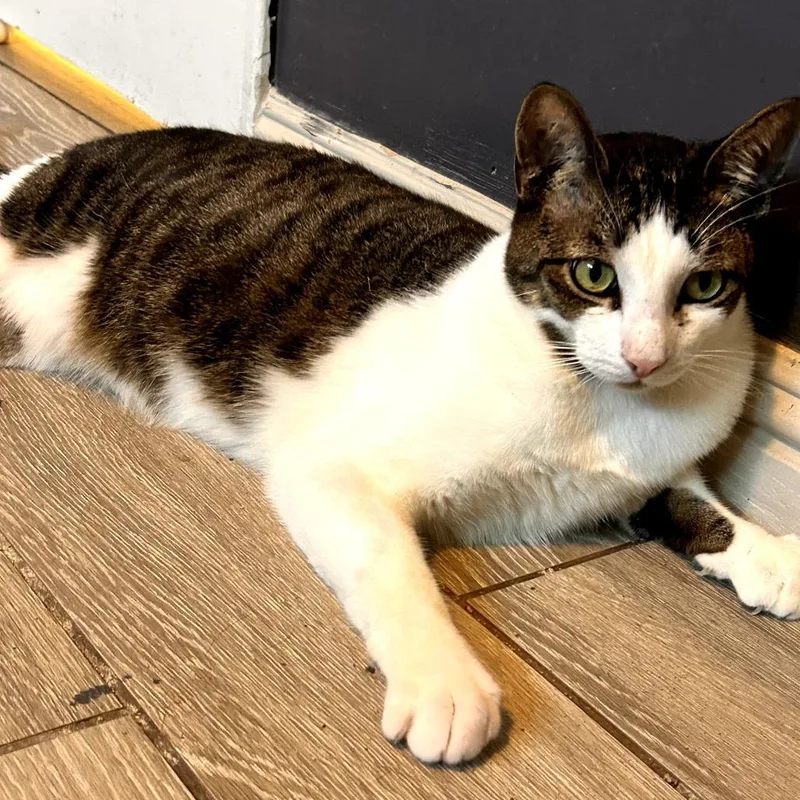 An adult medium-sized male Brown / Chocolate Domestic Short Hair cat named Tee Tee for adoption in Long Beach, CA
