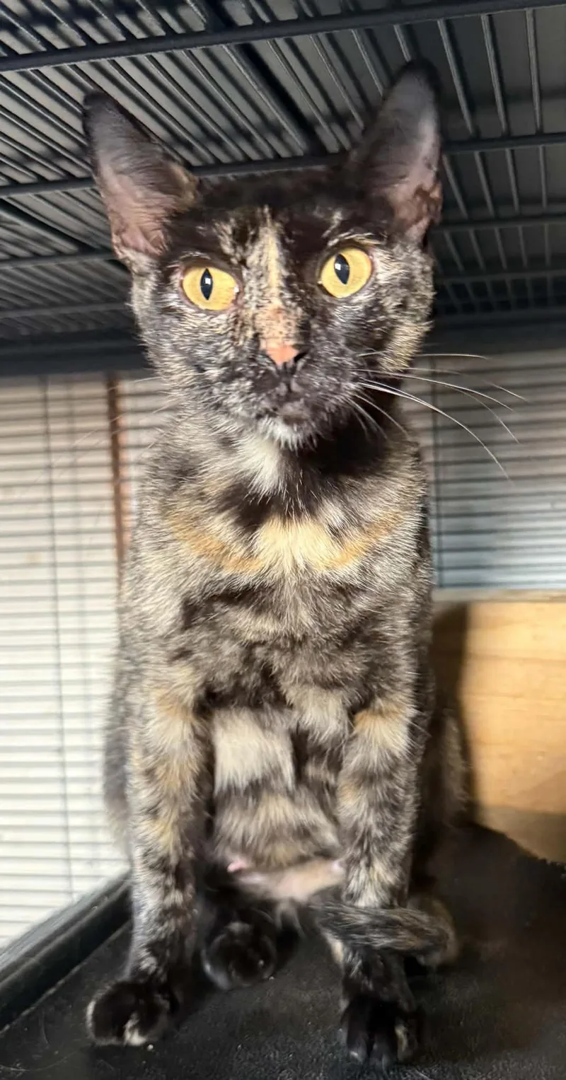 A young medium-sized female Tortoiseshell cat named Alice for adoption in Oklahoma City, OK