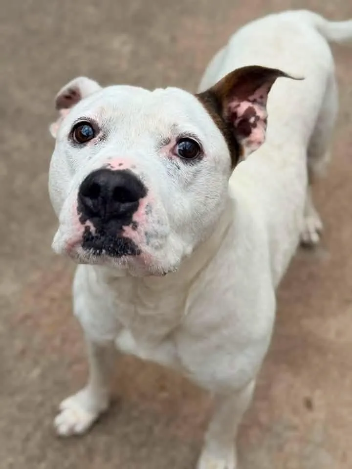 An adult medium-sized male White / Cream Pit Bull Terrier dog named Ralph Lauren for adoption in Chicago, IL