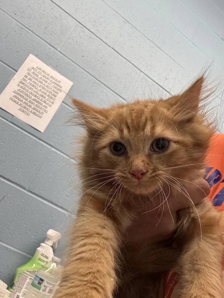 An adult small-sized male Tabby (Orange / Red) Domestic Medium Hair cat named Flambo for adoption in Evansville, IN