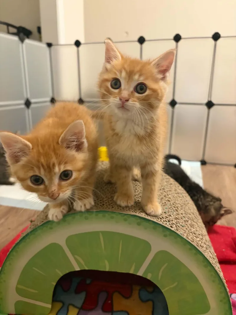 A baby small-sized male Domestic Short Hair cat named Bowser for adoption in Milwaukee, WI