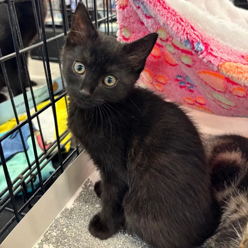 A baby small-sized female White Domestic Short Hair cat named Tinnie for adoption in Odenville, AL