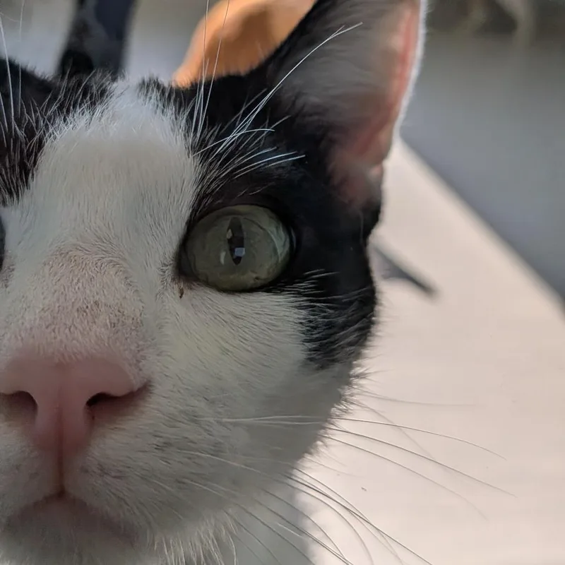 Moto Moto thumbnail 3