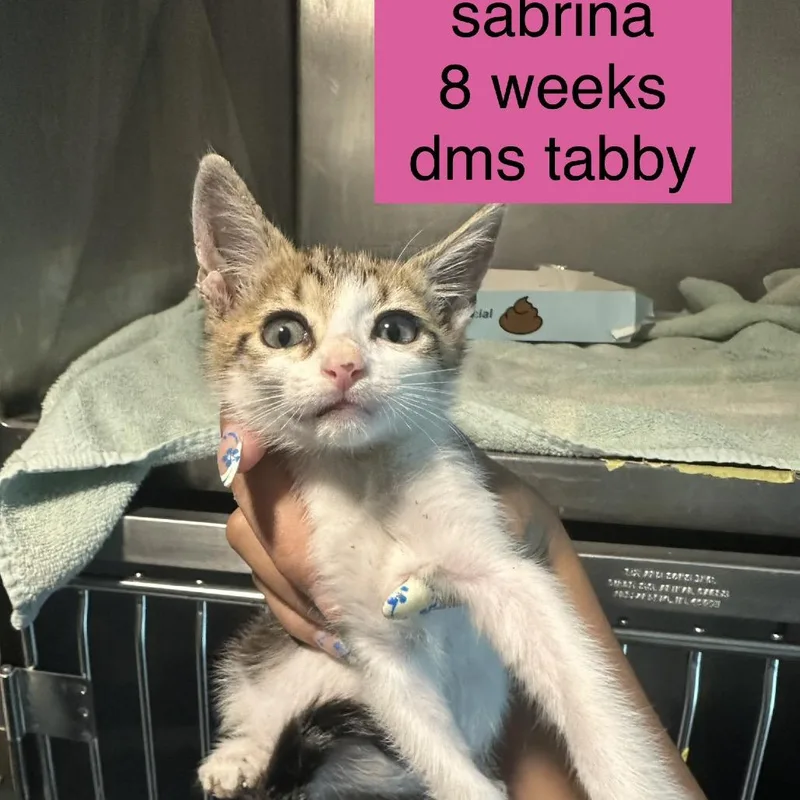 A baby small-sized female White Domestic Short Hair cat named Sabrina for adoption in Tampa, FL