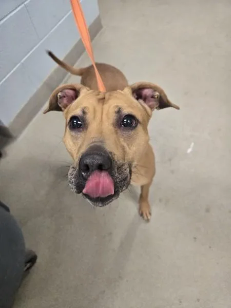 An adult medium-sized female Pit Bull Terrier dog named Suge for adoption in Millersville, MD