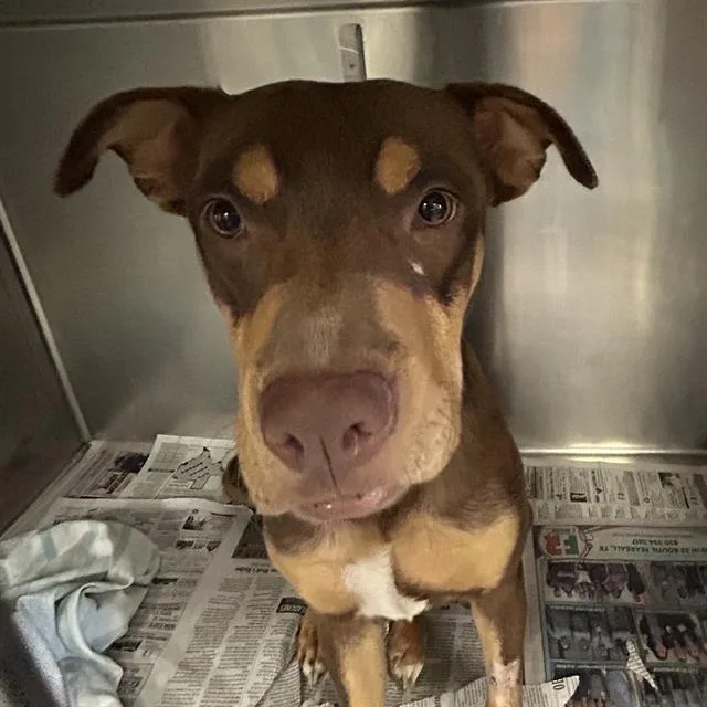 A young large-sized female American Staffordshire Terrier dog named Berry for adoption in San Antonio, TX