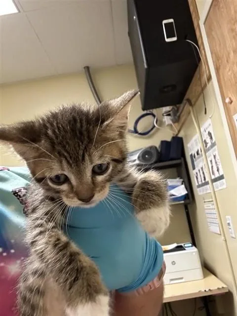 A baby small-sized female Domestic Short Hair cat named Molly for adoption in Sacramento, CA